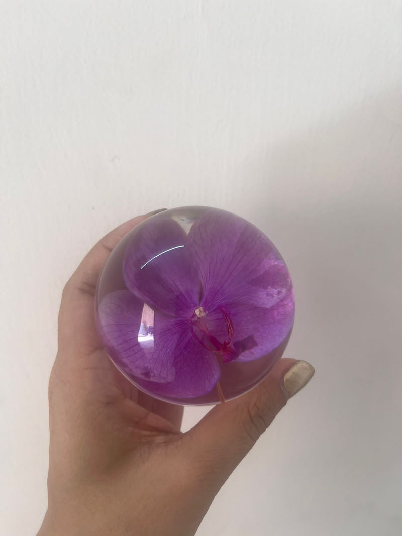 Dew drop | Real Preserved Orchid Paperweight