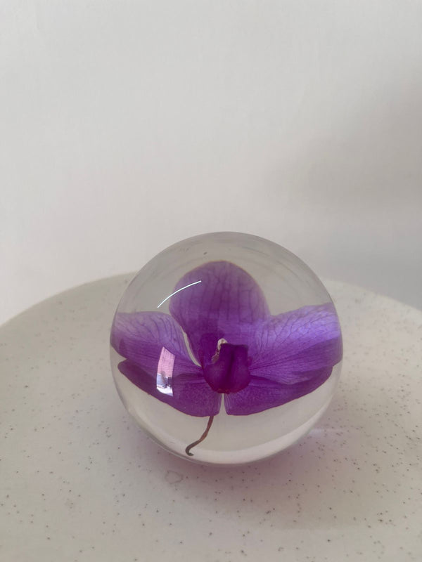 Dew drop | Real Preserved Orchid Paperweight