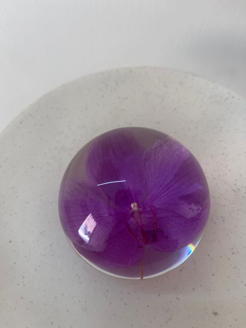 Dew drop | Real Preserved Orchid Paperweight