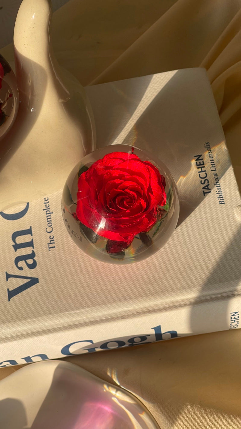 Rosette | Real Preserved Rose Paperweight