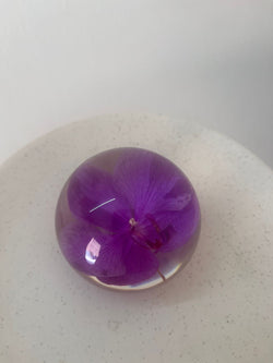 Dew drop | Real Preserved Orchid Paperweight