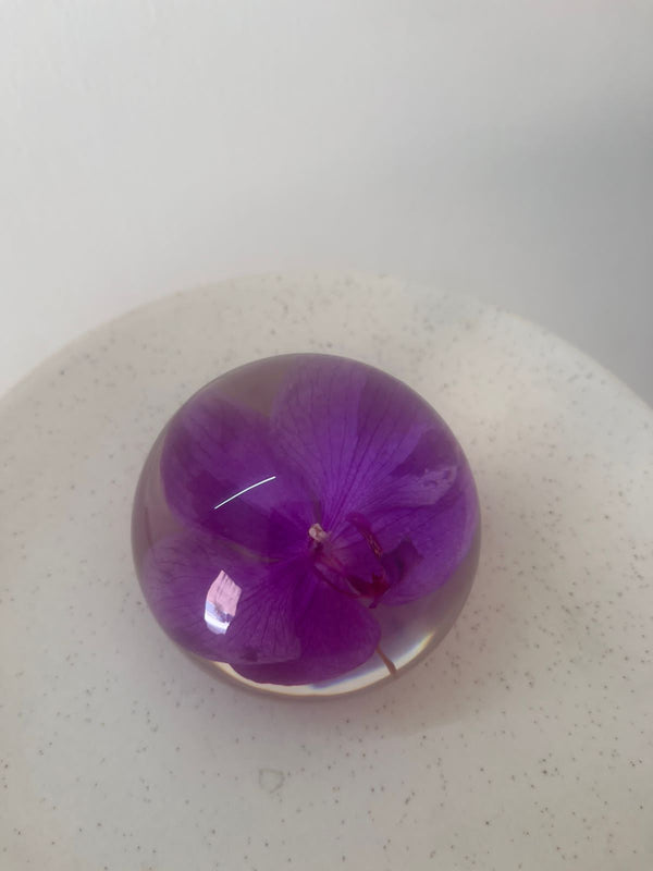 Dew drop | Real Preserved Orchid Paperweight