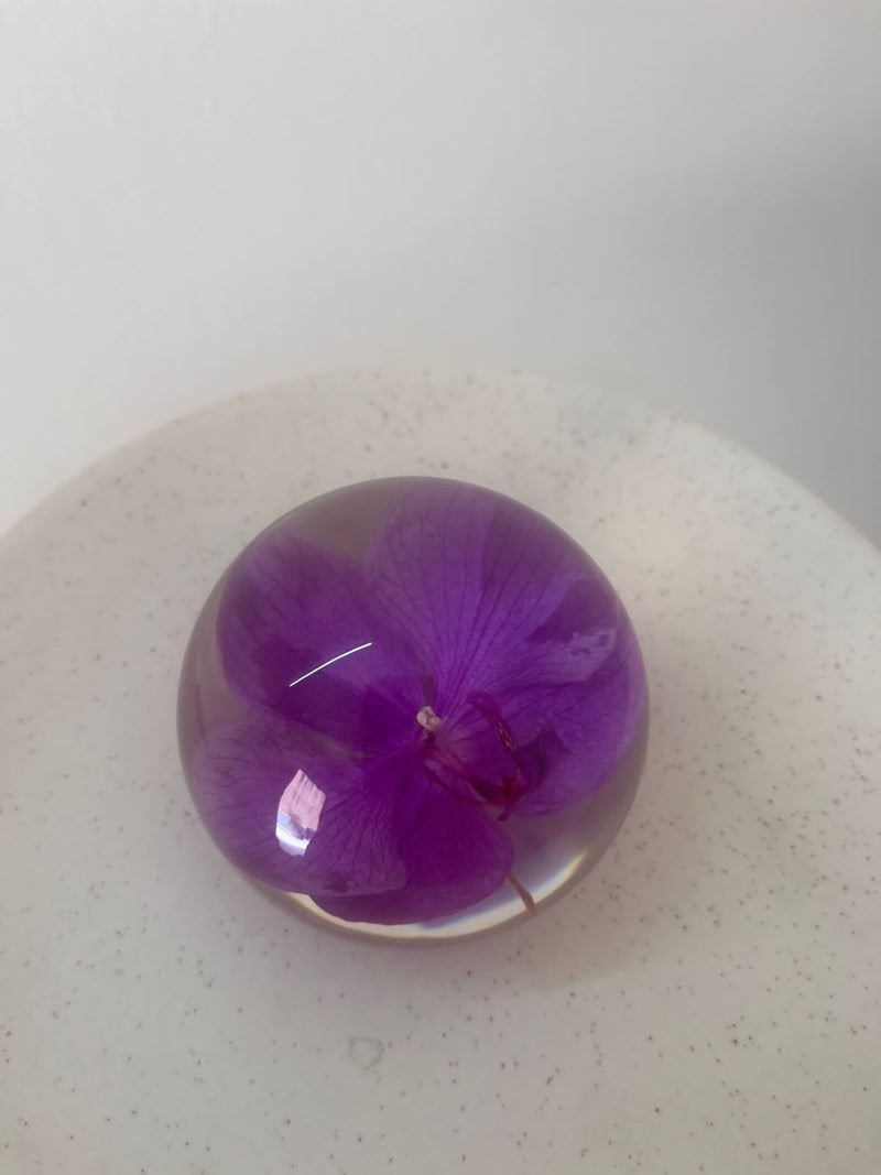 Dew drop | Real Preserved Orchid Paperweight