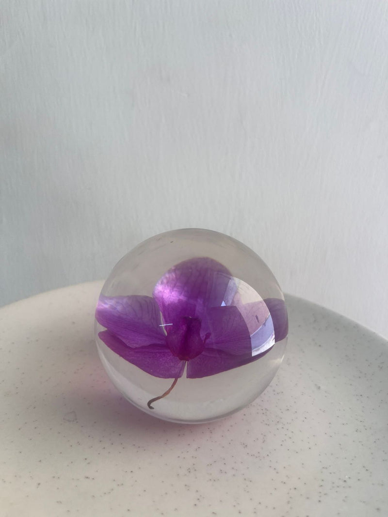 Dew drop | Real Preserved Orchid Paperweight